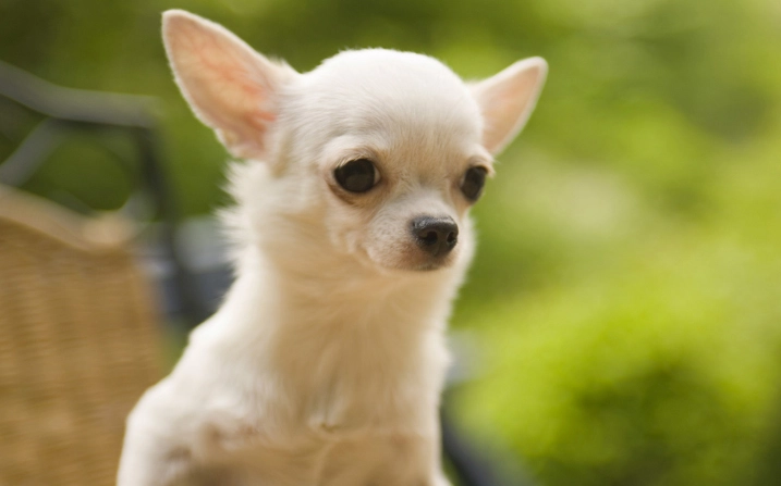 芝娃娃惡犬原因