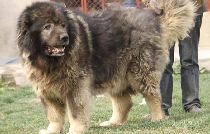 凶狗飼養注意事項