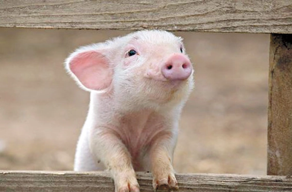 動物保護法 條文