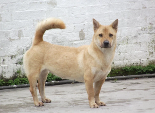 濕糧狗選擇 濕糧狗選擇