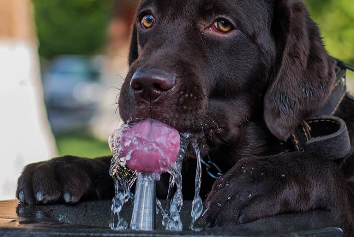 寵物多飲水症狀