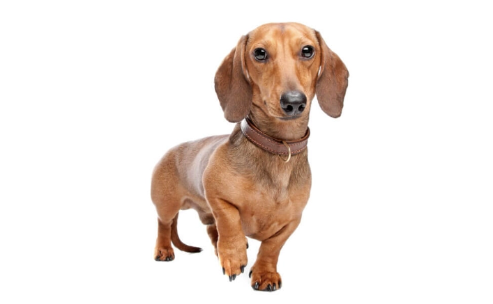 臘腸狗短毛 飼養