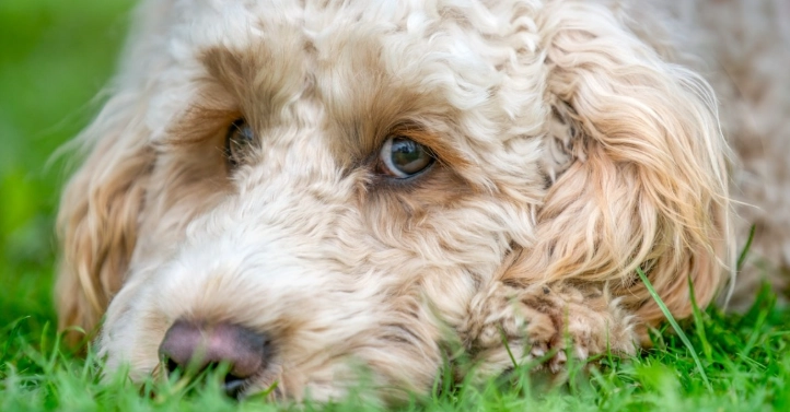 犬乳腺瘤破裂症狀