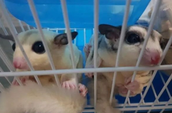 寵物蜜袋鼯養法