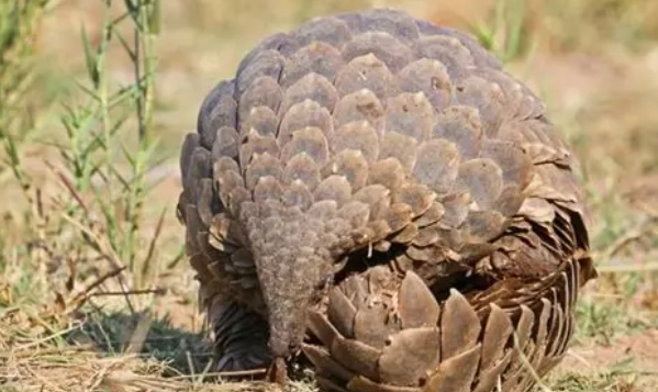 台灣寵物飼養規定