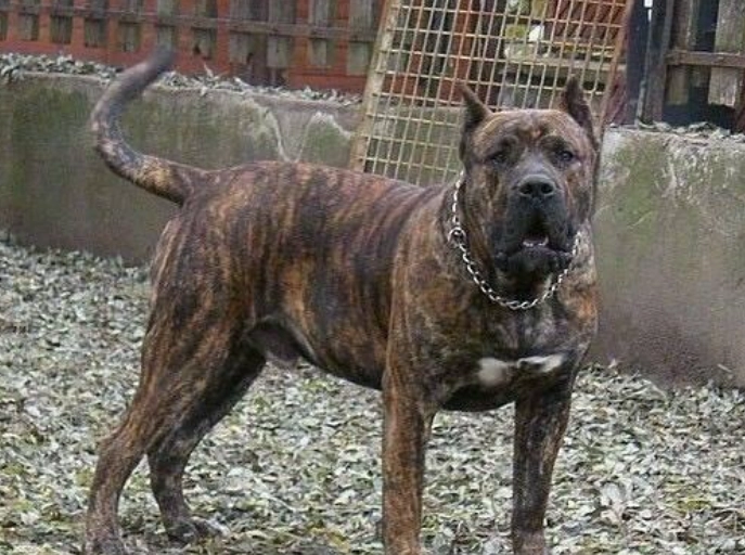 飼養兇狗注意事項