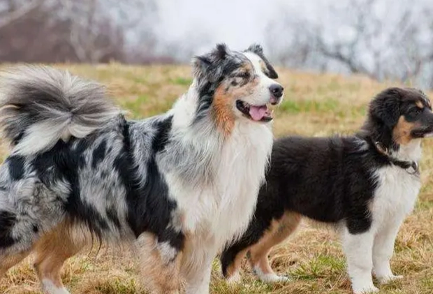 澳洲牧羊犬 飼養