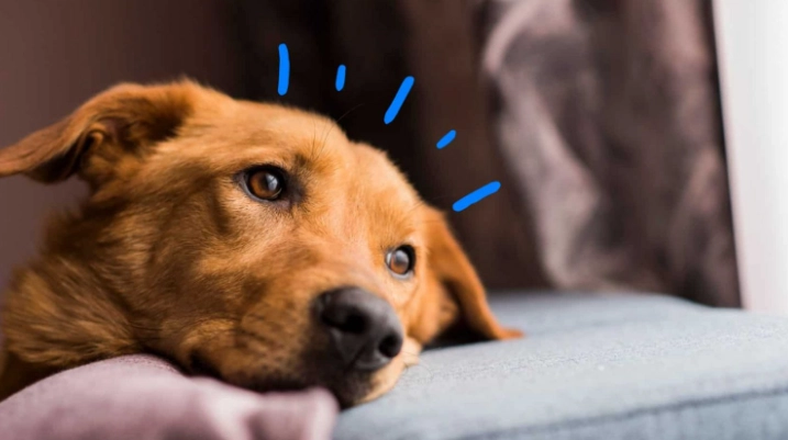 狗狗皮膚腫瘤識別