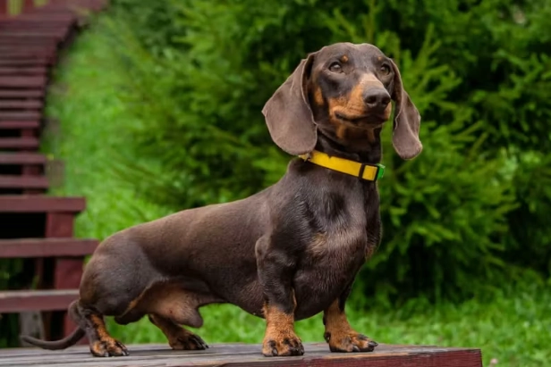 延長臘腸狗壽命 延長臘腸狗壽命