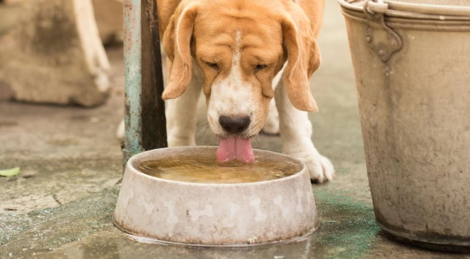 幼犬多飲多尿 幼犬多飲多尿