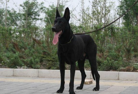 大型犬飼養技巧 大型犬飼養技巧