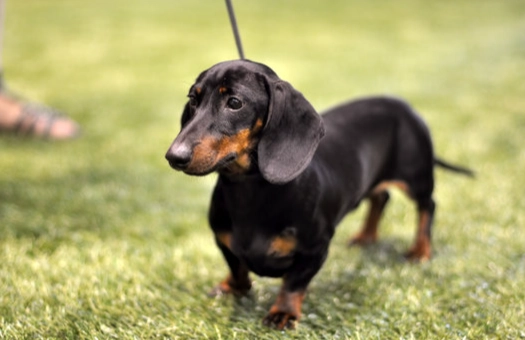 臘腸狗平均壽命 臘腸狗平均壽命