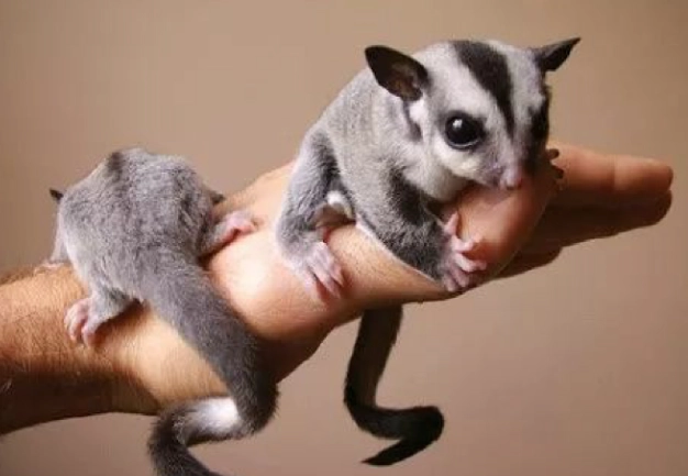 蜜袋鼯幼體餵食