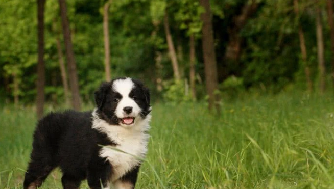 澳洲牧羊犬遺傳顏色 澳洲牧羊犬遺傳顏色