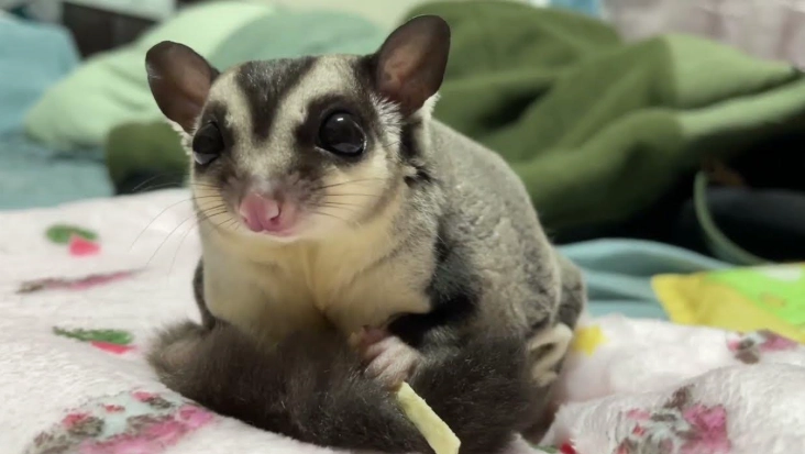 蜜袋鼯水果安全 蜜袋鼯水果安全