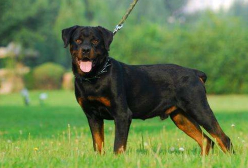 羅威納犬健康缺點 羅威納犬健康缺點