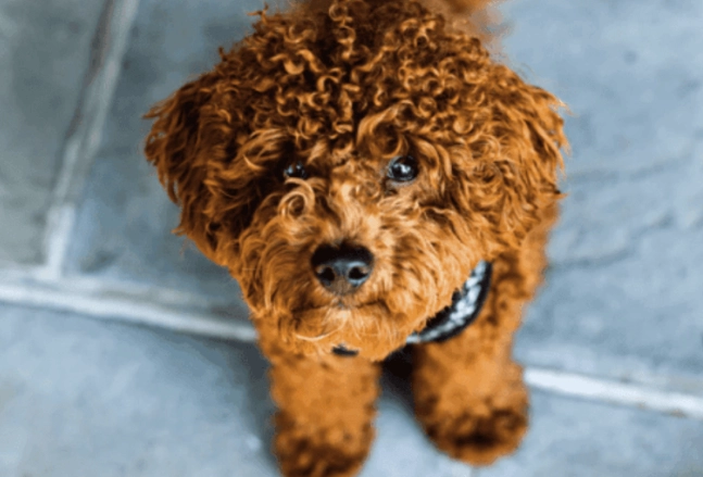 玩具貴賓狗體重標準 玩具貴賓狗體重標準