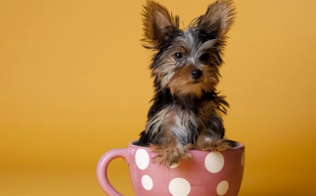 茶杯犬飼養困難