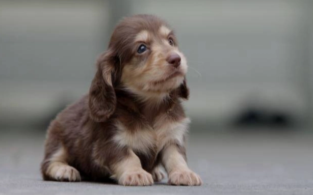 迷你犬健康問題