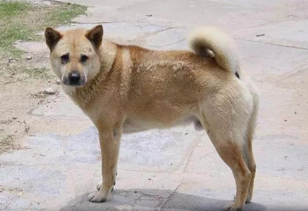 濕糧狗推薦 濕糧狗推薦