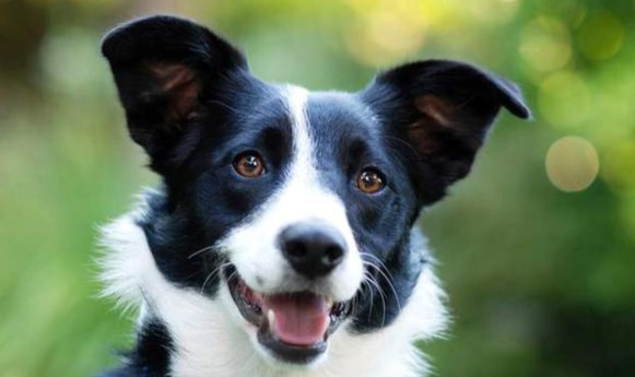 邊境牧羊犬智商 邊境牧羊犬智商