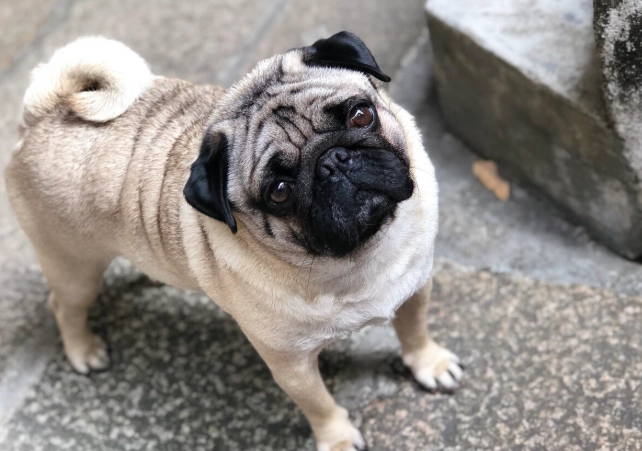 適合上班族的狗狗 適合上班族的狗狗