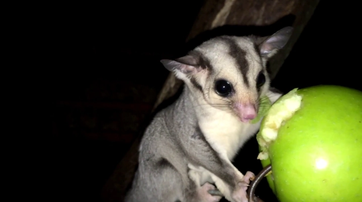 蜜袋鼯水果飲食 蜜袋鼯水果飲食