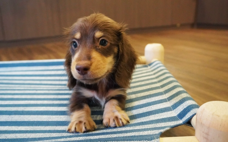 臘腸狗顏色遺傳