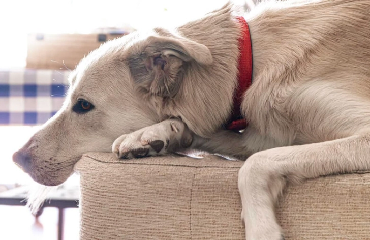 狗狗術後飲食照顧