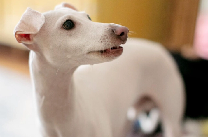 狗狗乳腺瘤治療