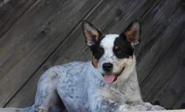 卡爾比犬 訓練 卡爾比犬 訓練