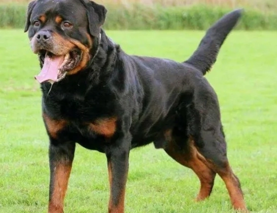 罗威纳饲养注意事项 罗威纳饲养注意事项