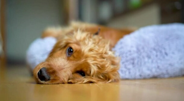 狗狗懶洋洋原因