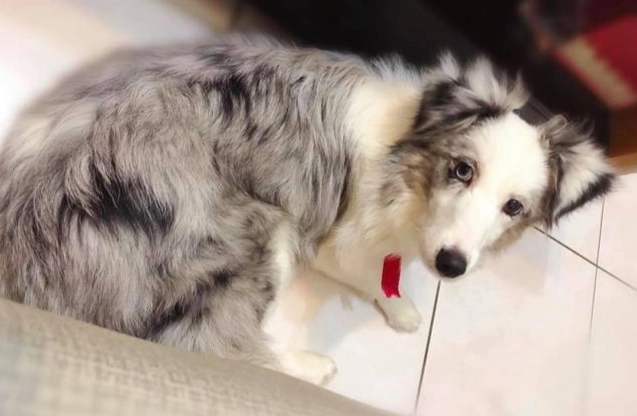 喜樂蒂牧羊犬壽命