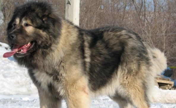 高加索犬性格 高加索犬性格