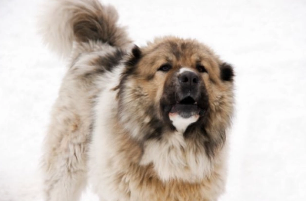 高加索犬飼養 高加索犬飼養
