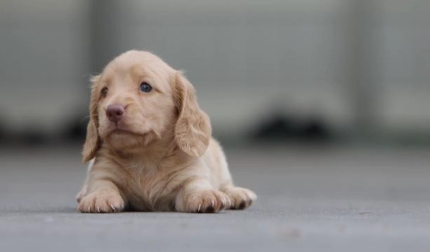 臘腸狗飼養指南