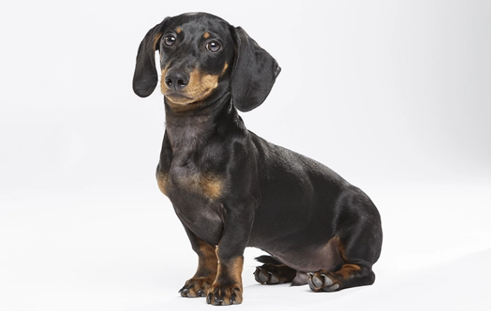 長毛臘腸狗香港購買