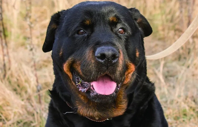 台灣羅威納禁養法規