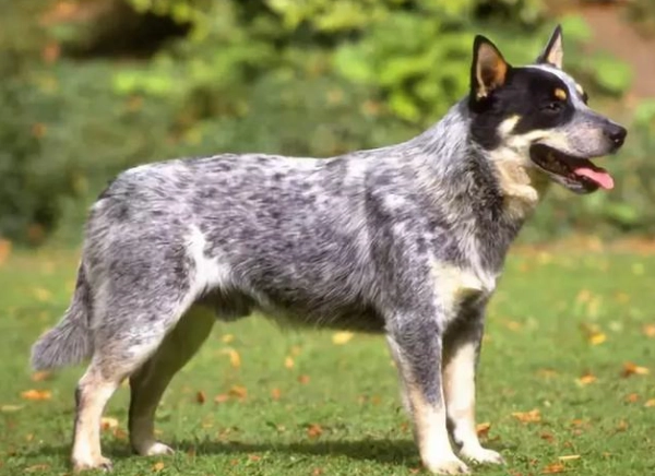 澳洲卡爾比犬 飼養 澳洲卡爾比犬 飼養