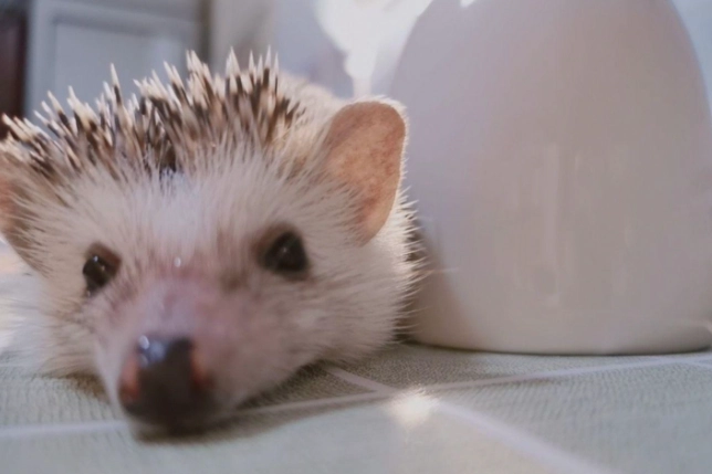 非洲迷你刺蝟照顧