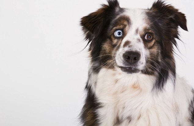 迷你美國牧羊犬品種