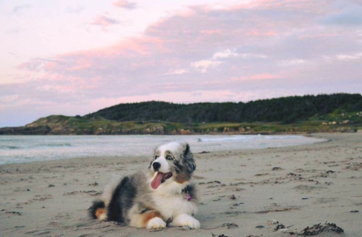 澳洲牧羊犬飼養