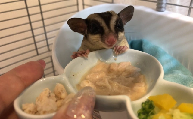 蜜袋鼯有毒食物