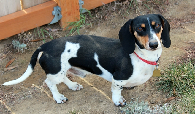 臘腸狗飼養方法