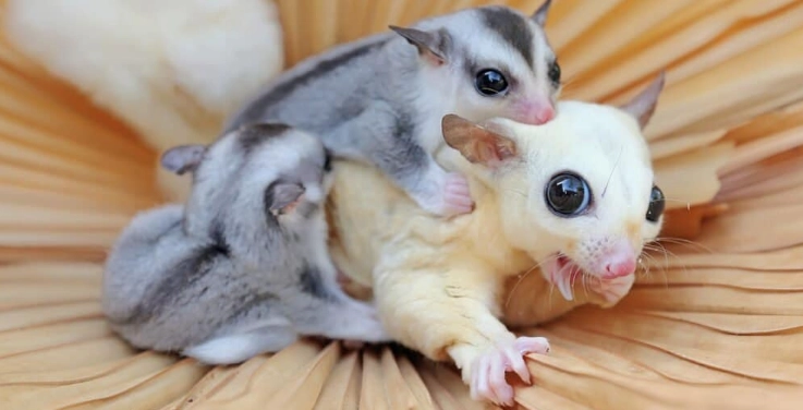 蜜袋鼯可以吃的水果