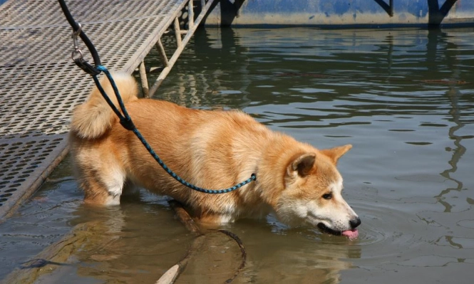 小狗健康問題 小狗健康問題