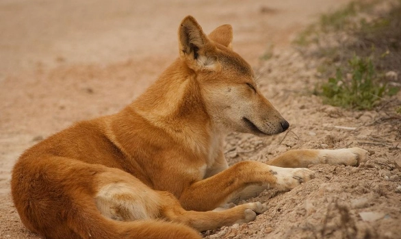 卡爾比犬 訓練 卡爾比犬 訓練