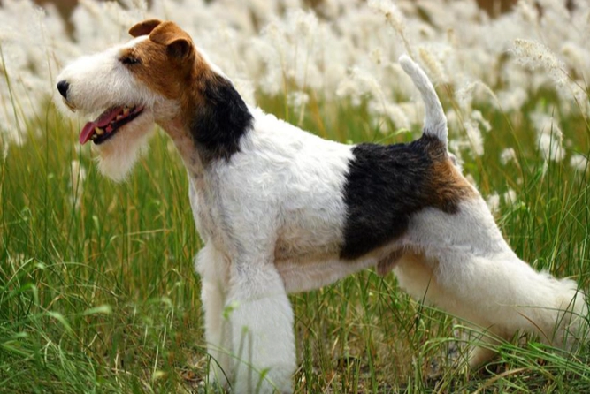 剛毛獵狐梗犬 性格