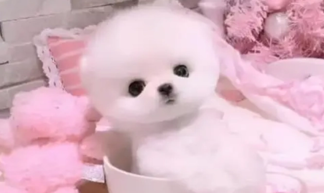 小型犬壽命 小型犬壽命